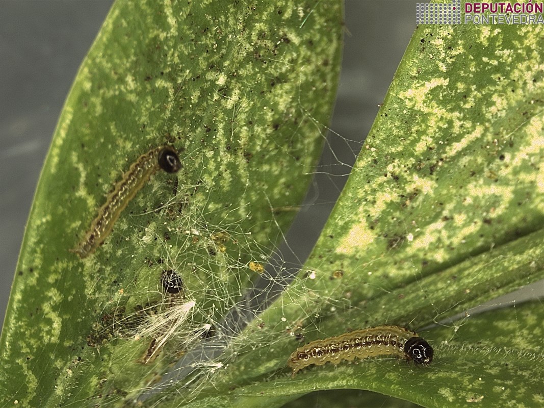 Larvas jovenes de Cydalima perspectalis.jpg